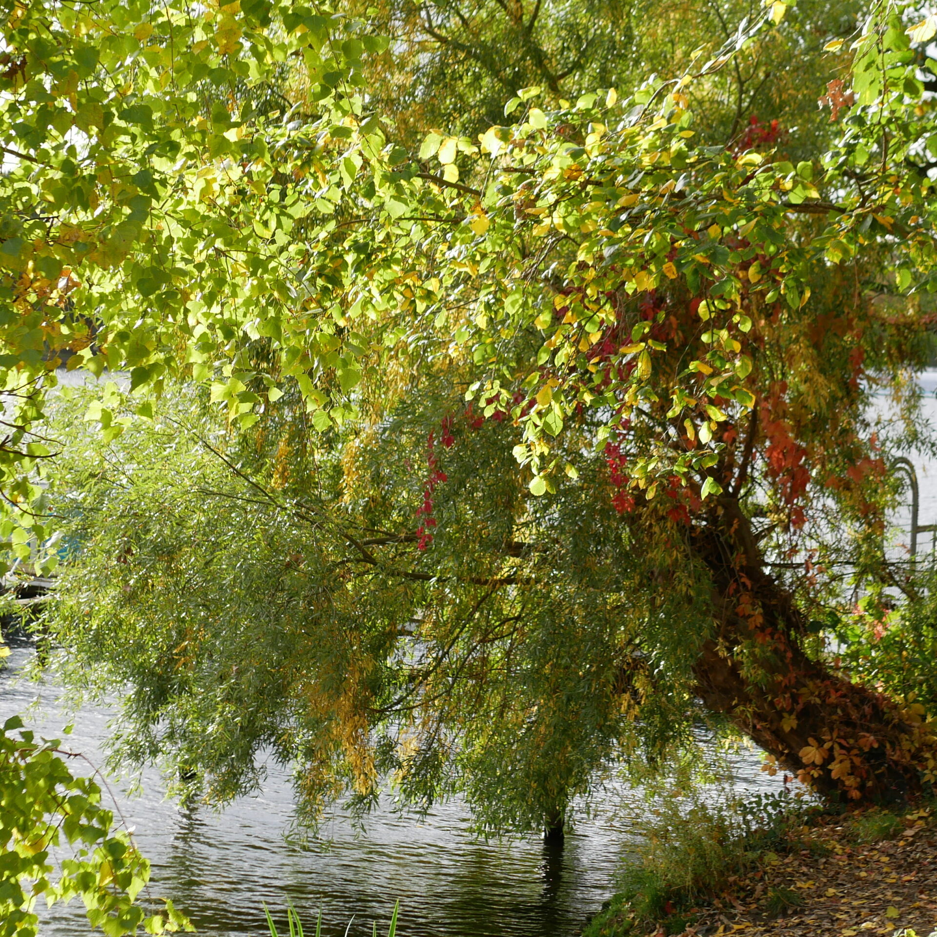 Herbstlicher Baum am Wasser, Äste hängen tief, berühren die Wasseroberfläche.
